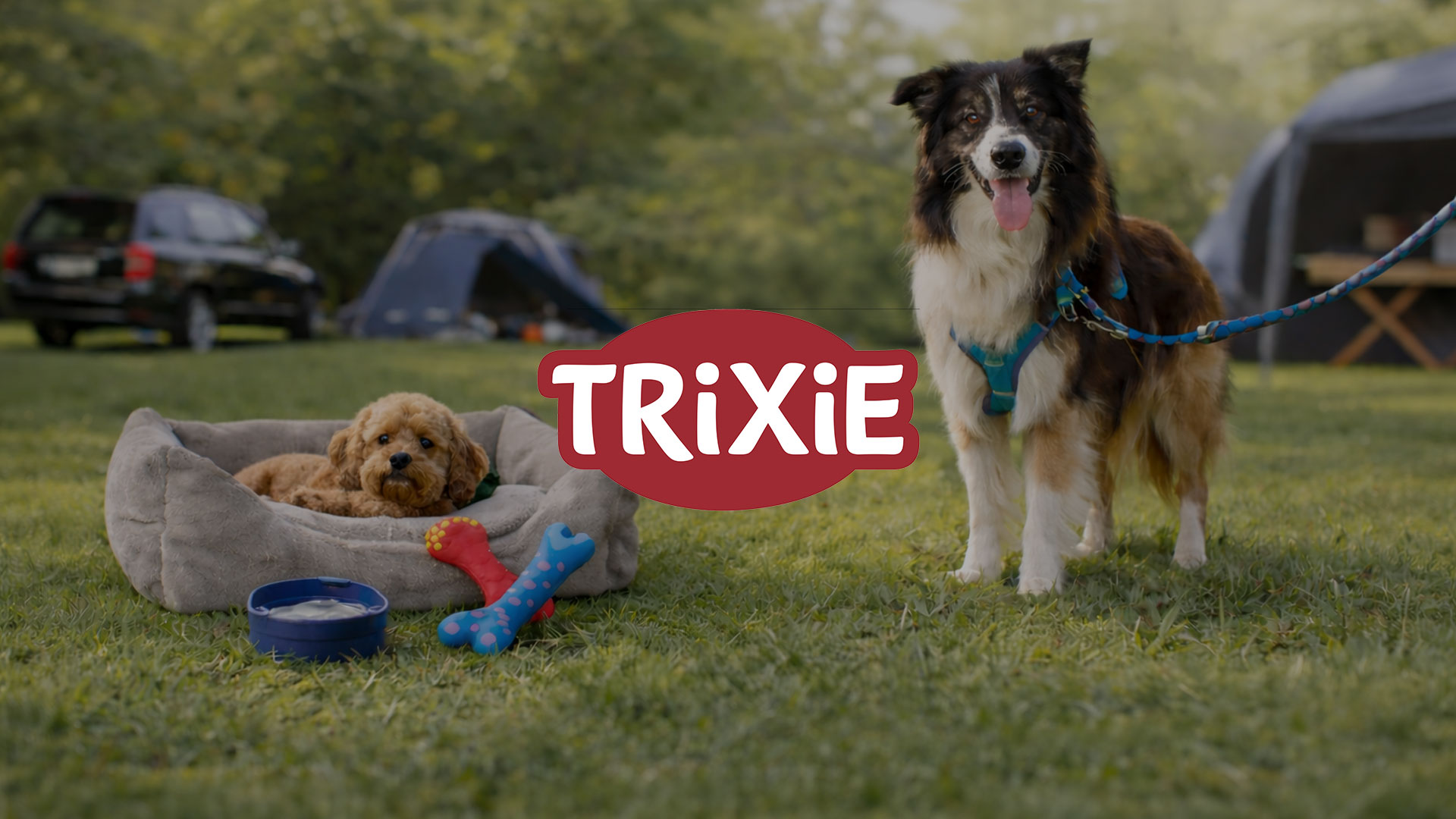 news-trixie-pim-dxp-pimcore